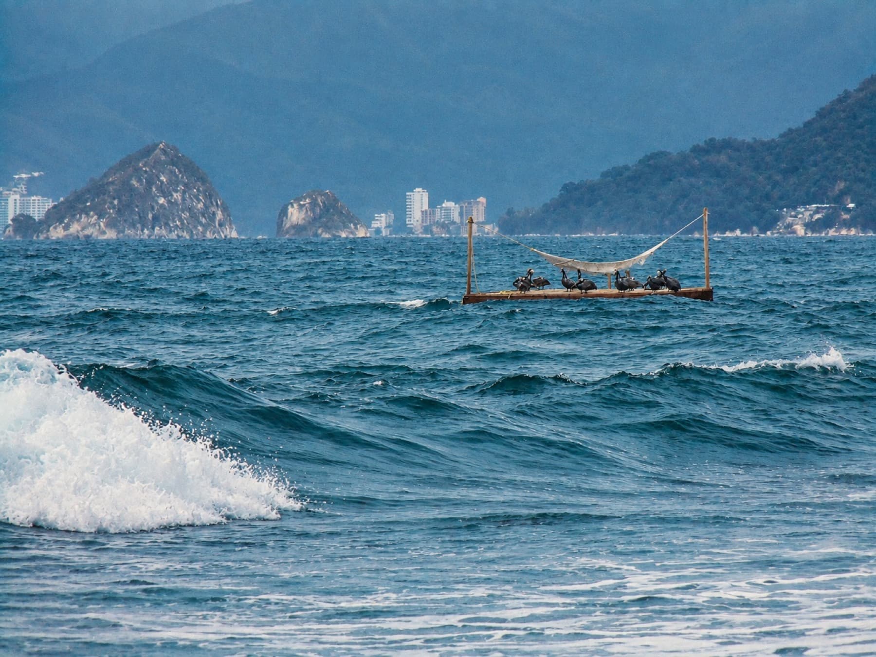 Pelicans resting on a wooden raft in choppy coastal water