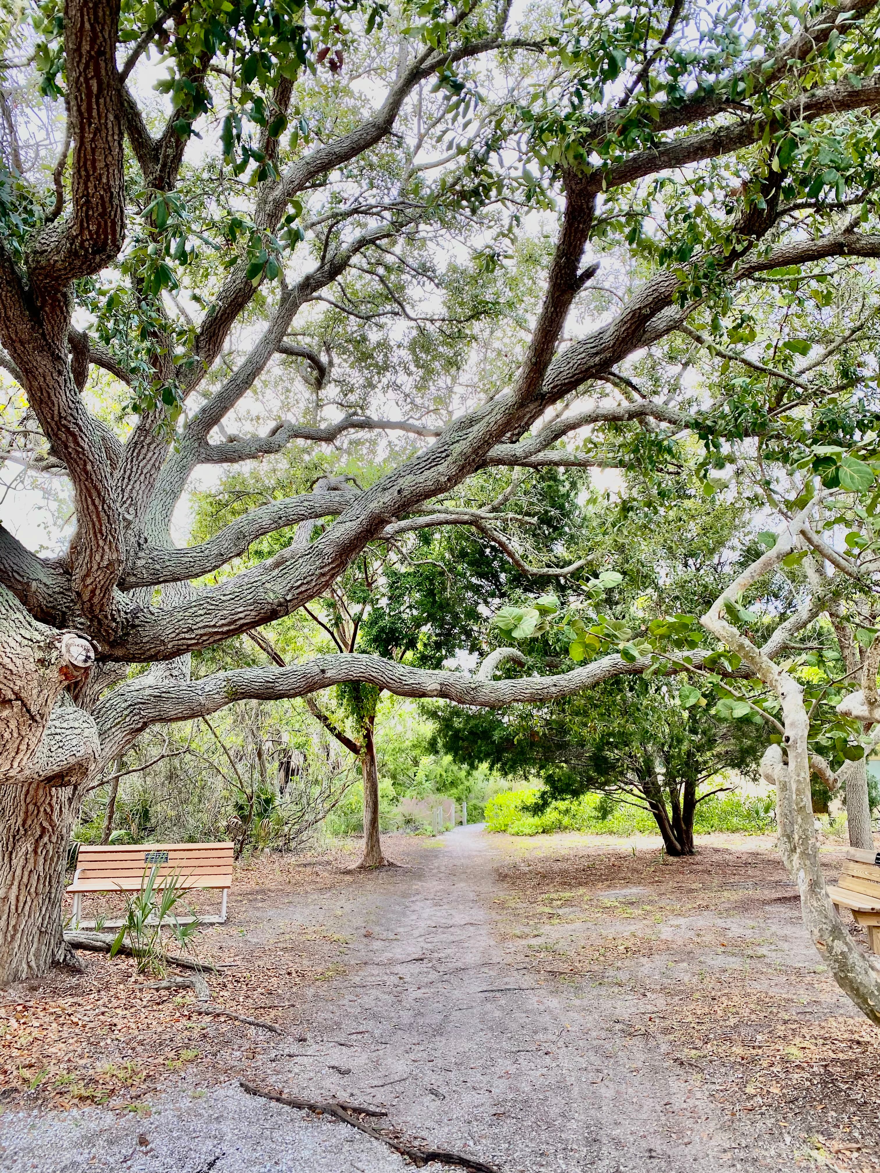 Tree-lined walking path with benches in dappled light